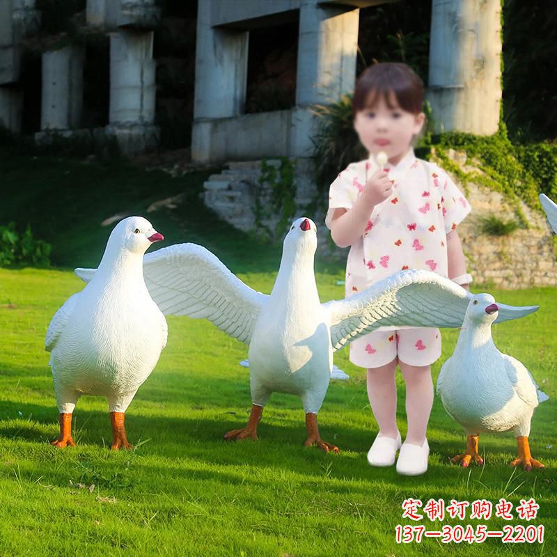 兰州和平鸽唤醒内心的宁静